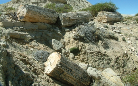 La Leona Petrified Forest