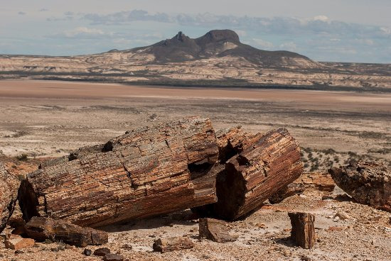 Petrified forest La Leona 