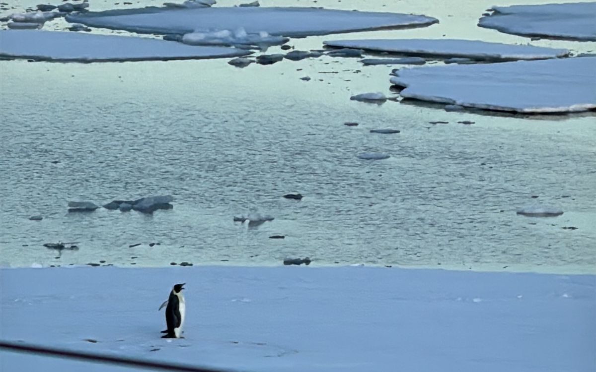 Emperor Penguin - Antarctica - Marcel Perkins