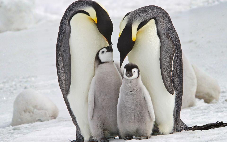 Emperor Penguin