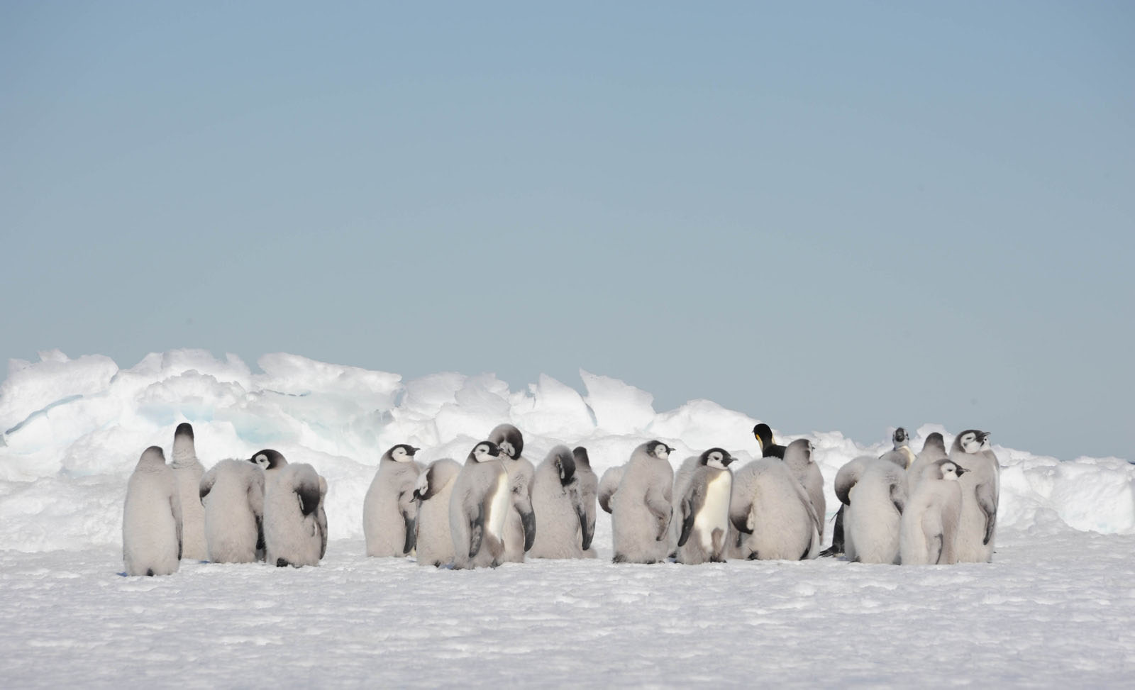 Emperor penguin chicks | Antarctica