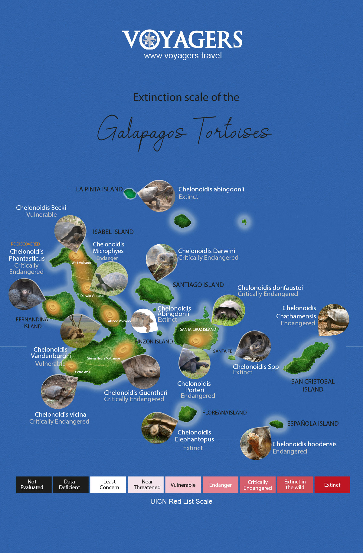 Endangered Galapagos Tortoises