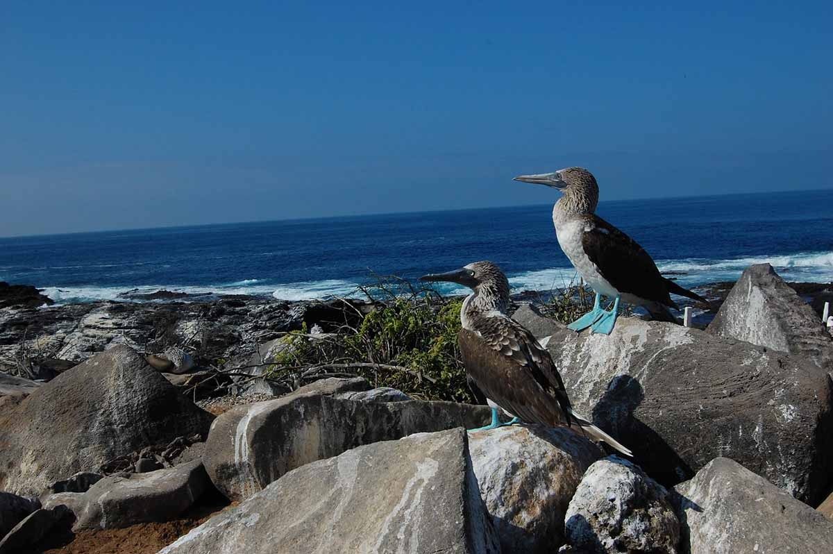 Galapagos Blue Footed Boobies | Ecuador