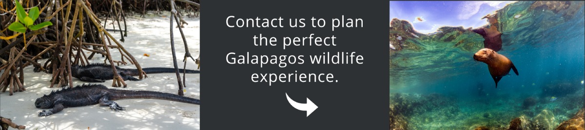 Come and visit Galapagos with us!