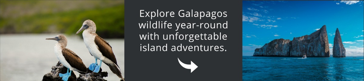 Visit Galapagos