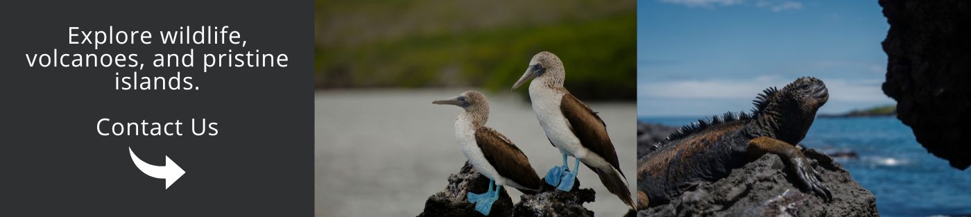 Explore wildlife, volcanoes, and pristine islands