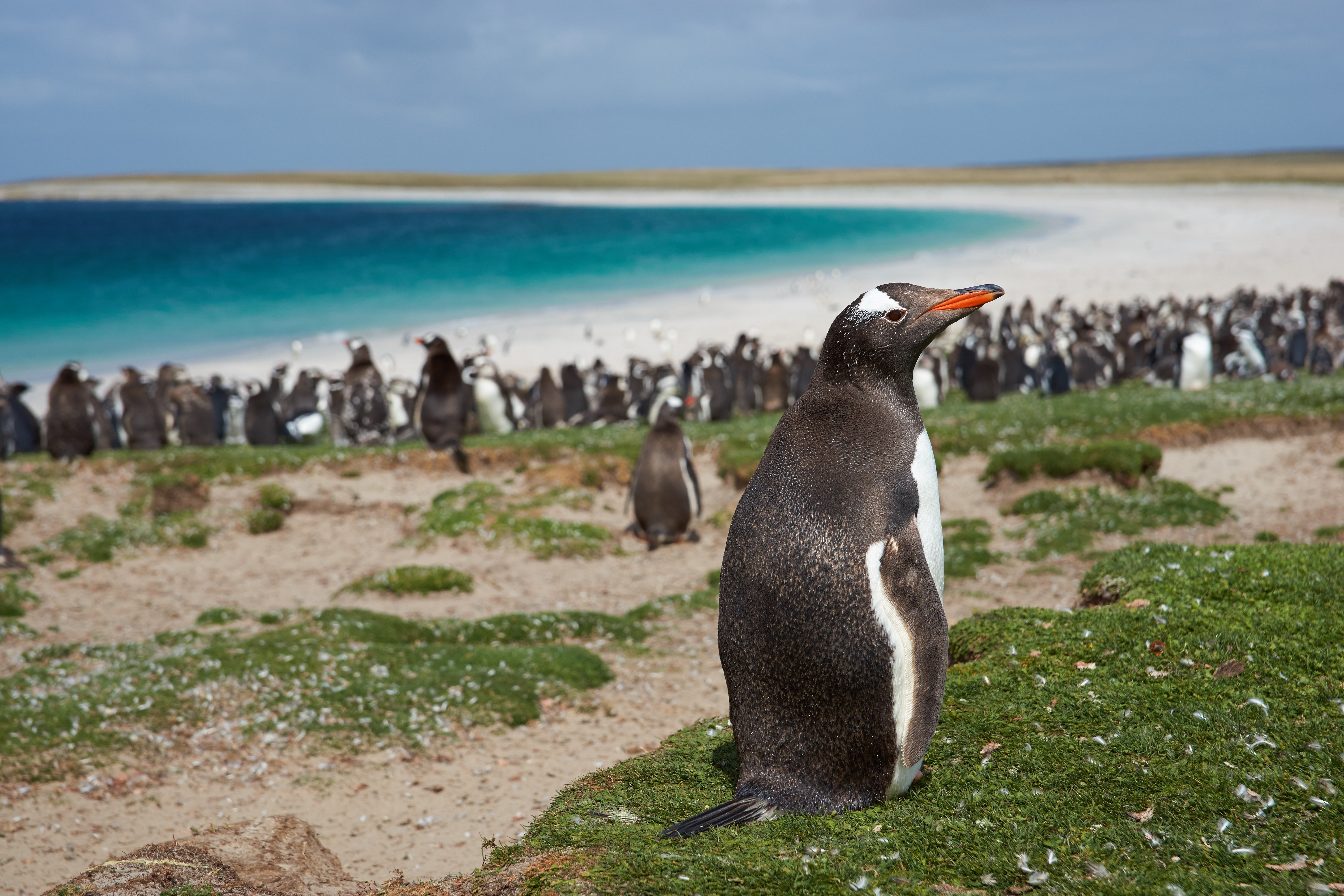 Gentoo penguins Colony | Falkland Islands