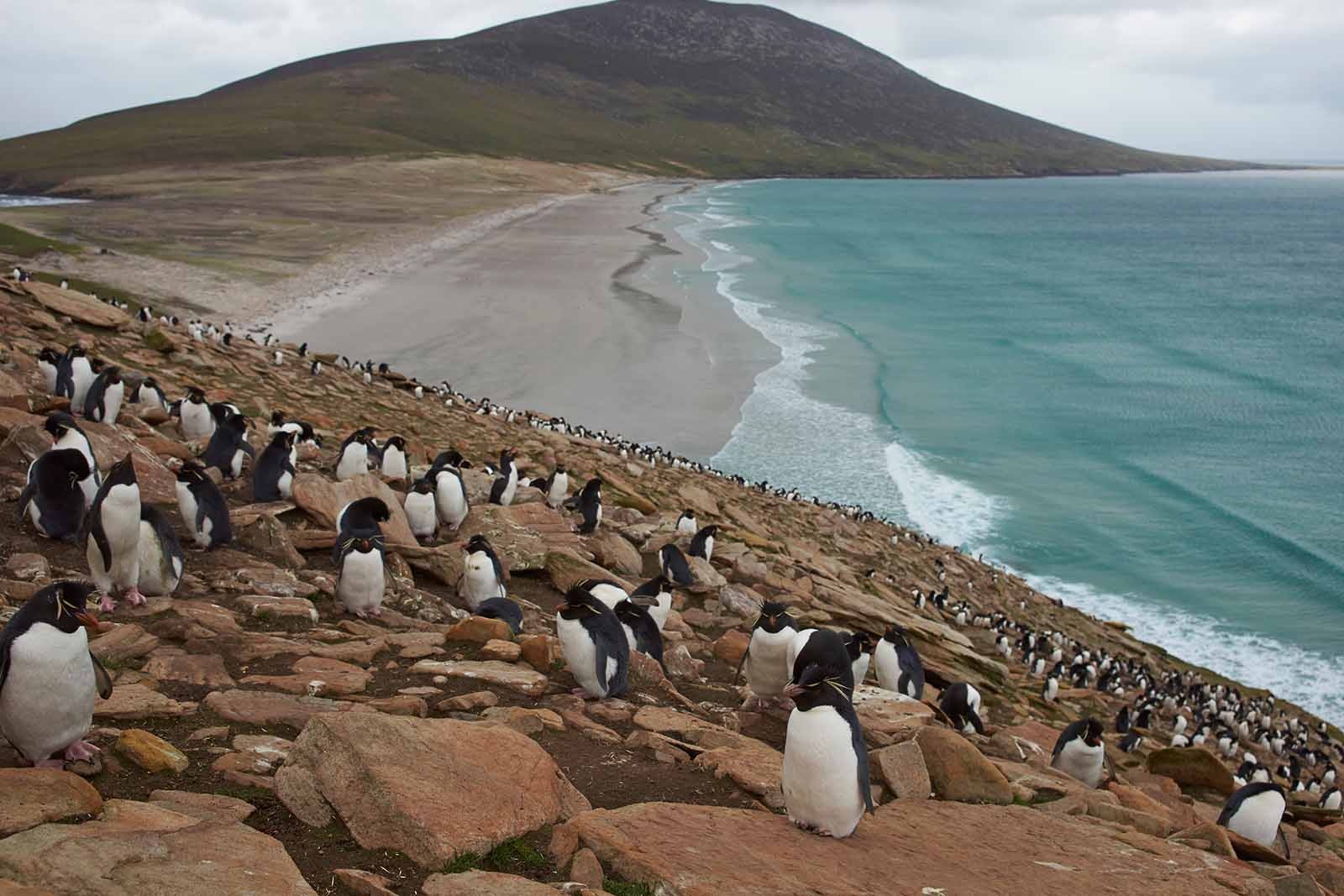 Rockhopper Penguins | Falkland Islands