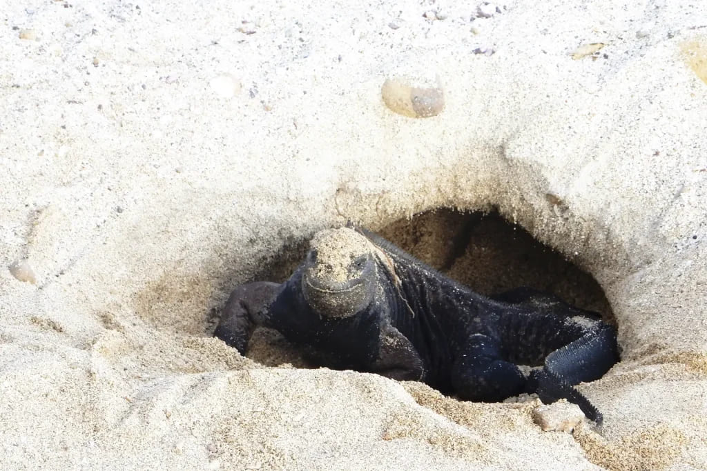 Female marine iguana in sand nesting | Galapagos Islands