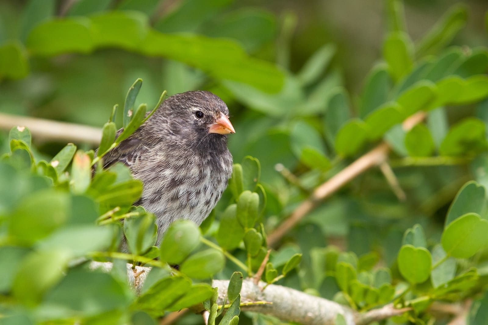 Finch | Galapagos Islands | South America