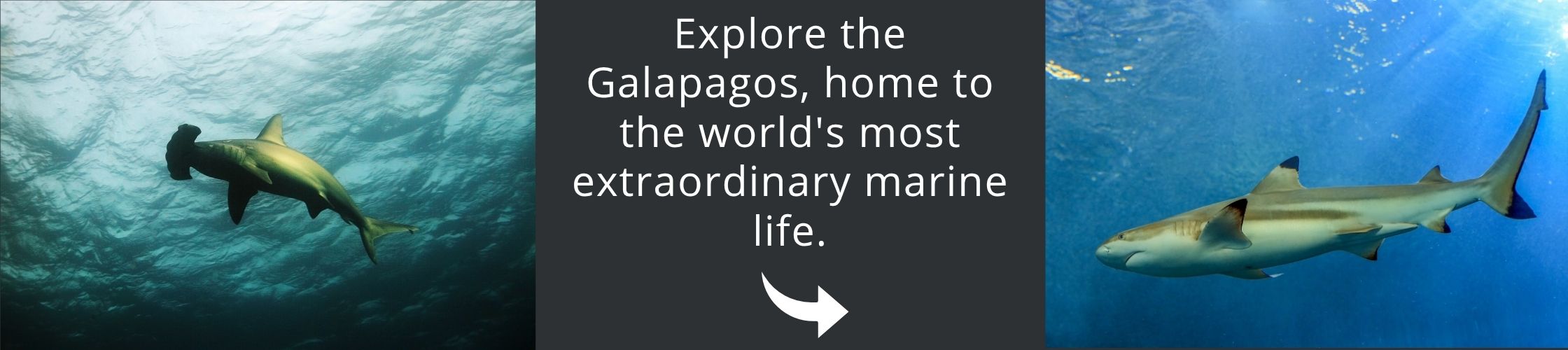 Visit Galapagos