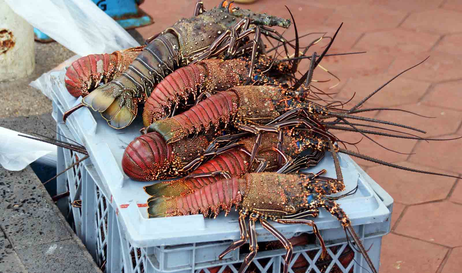 Fish Market in the Galapagos islands