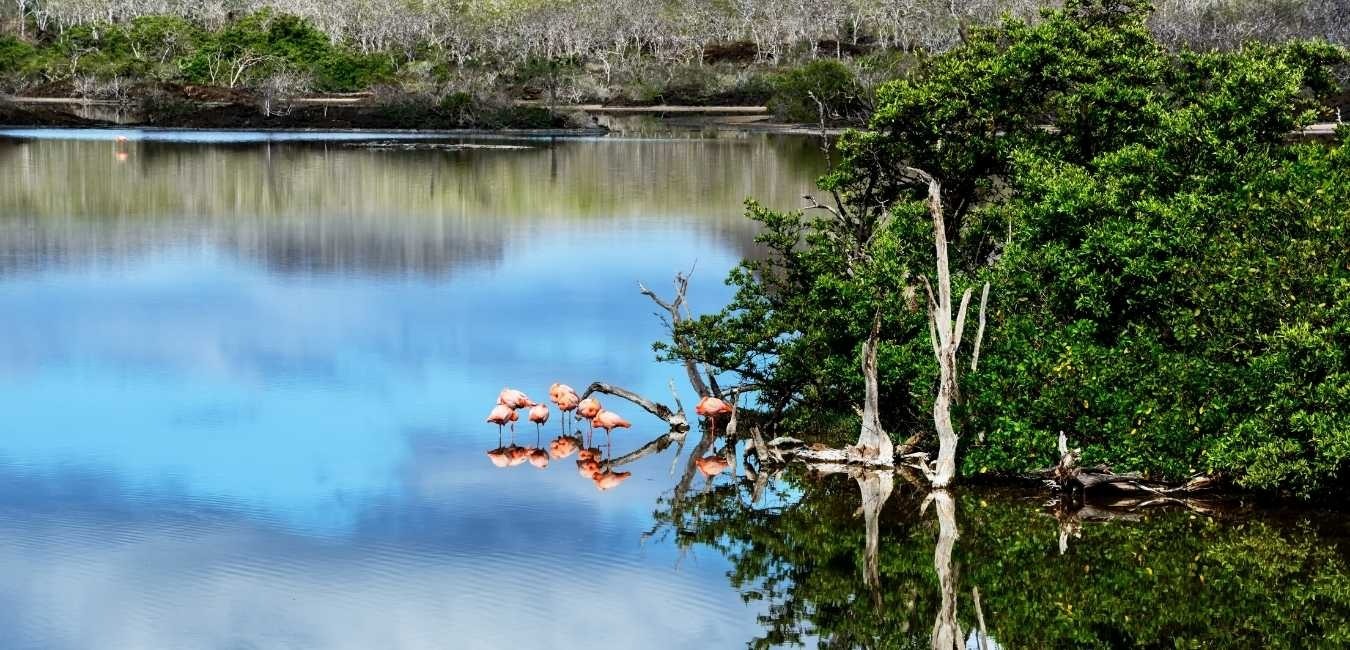 Flamingo Lake | Galapagos Floreana