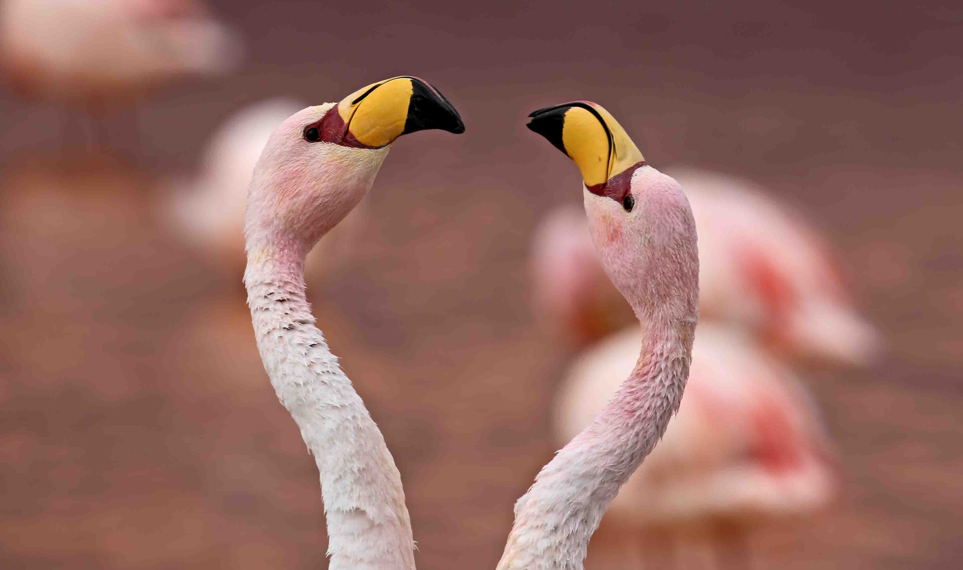 Flamingos | Bolivia