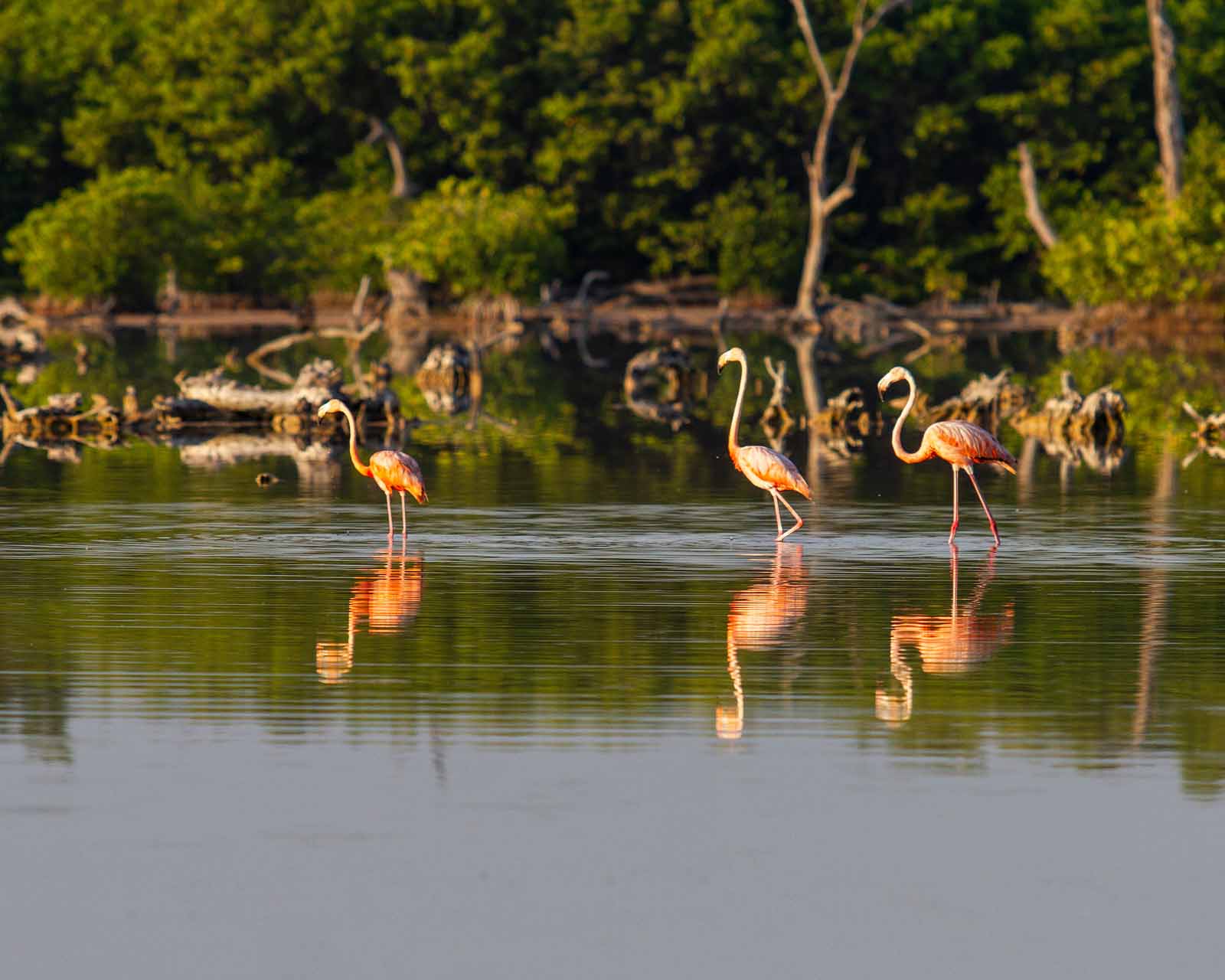 Flamingos | Yucatecan coast | Yucatan