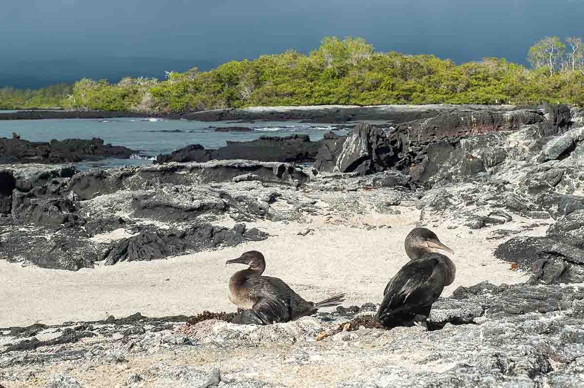 Galapagos cormorant