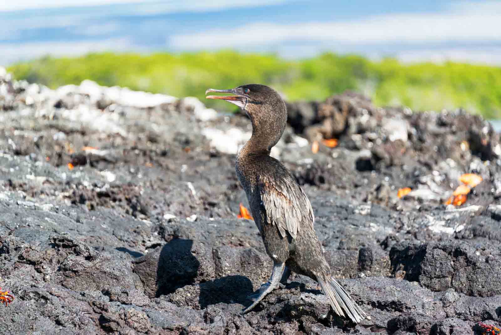 Flightless cormorant | Galapagos Islands
