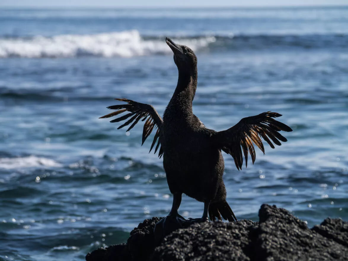 Flightless cormorant on Fernandina