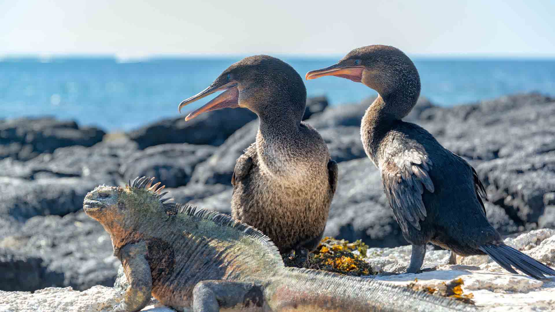 Flightless Cormorant | Galapagos Islands