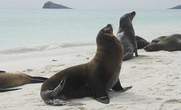Fur seals and sea lions in Galapagos