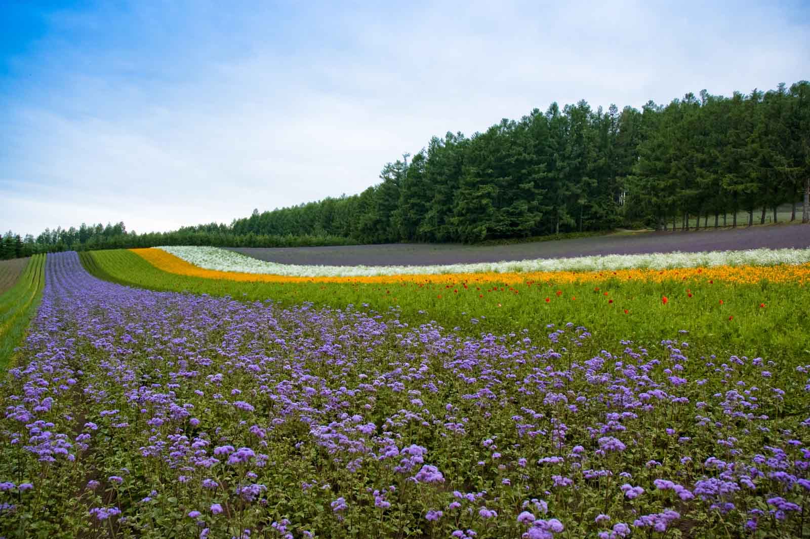 Furano Flower Fields, Hokkaido, Japan