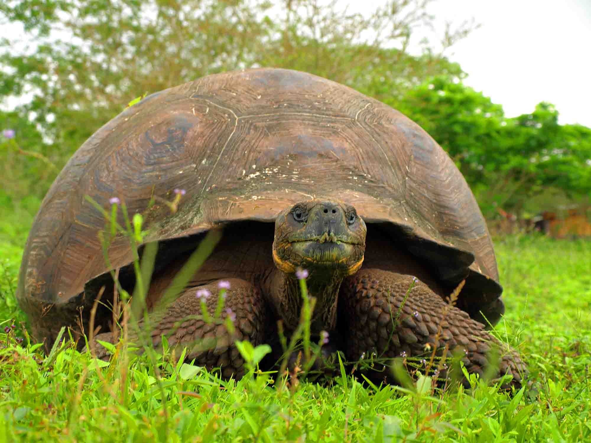 Giant Tortoise | Galapagos Islands