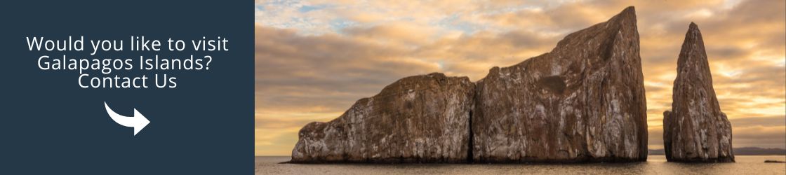 Visit Galapagos with us