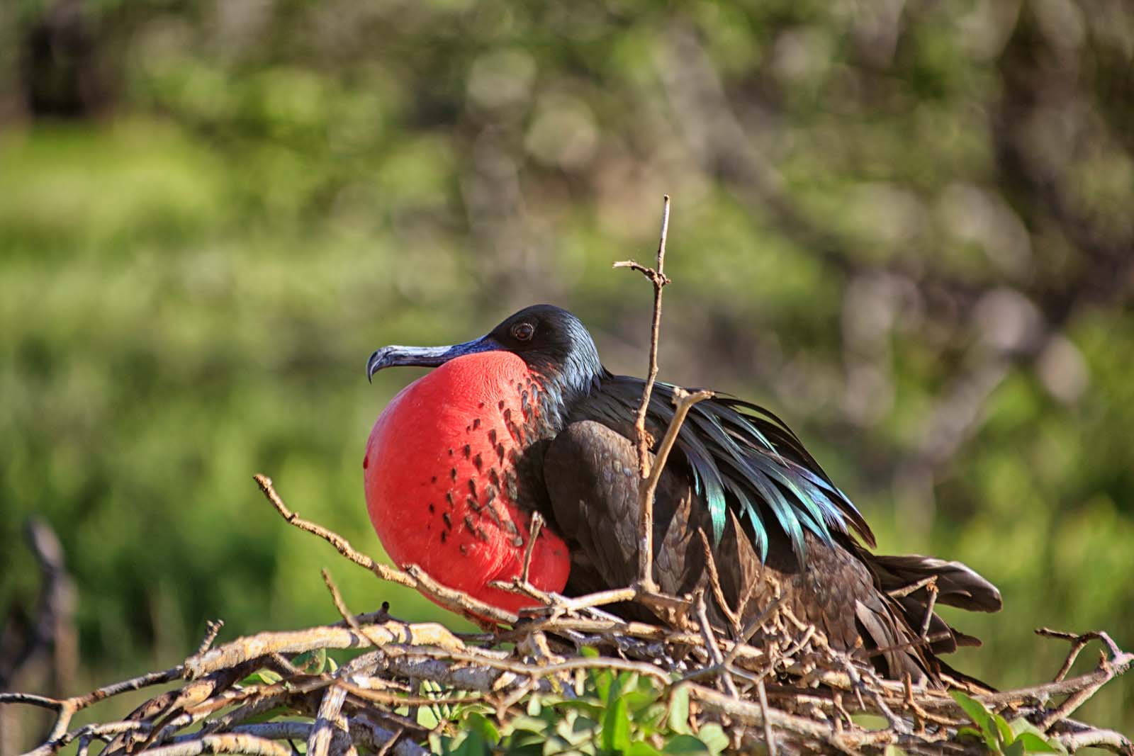 Frigatebird | Galapagos Islands