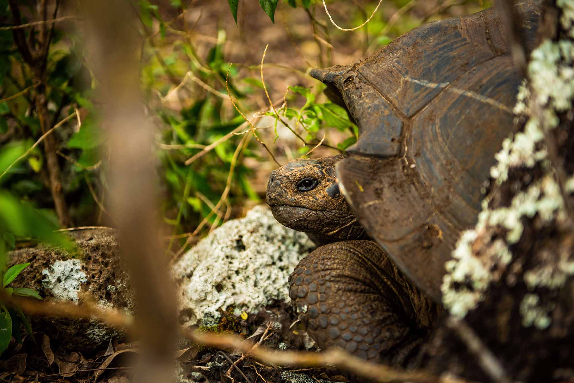 Giant tortoise | Galapagos | South America