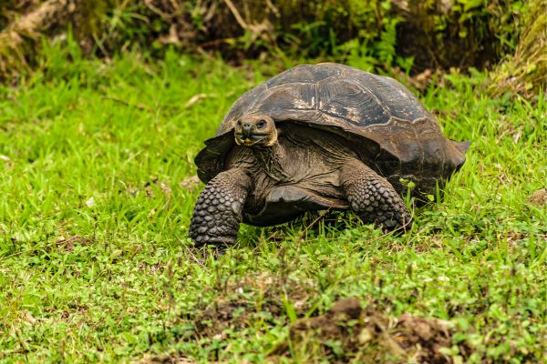 Galapagos Giant Turtle