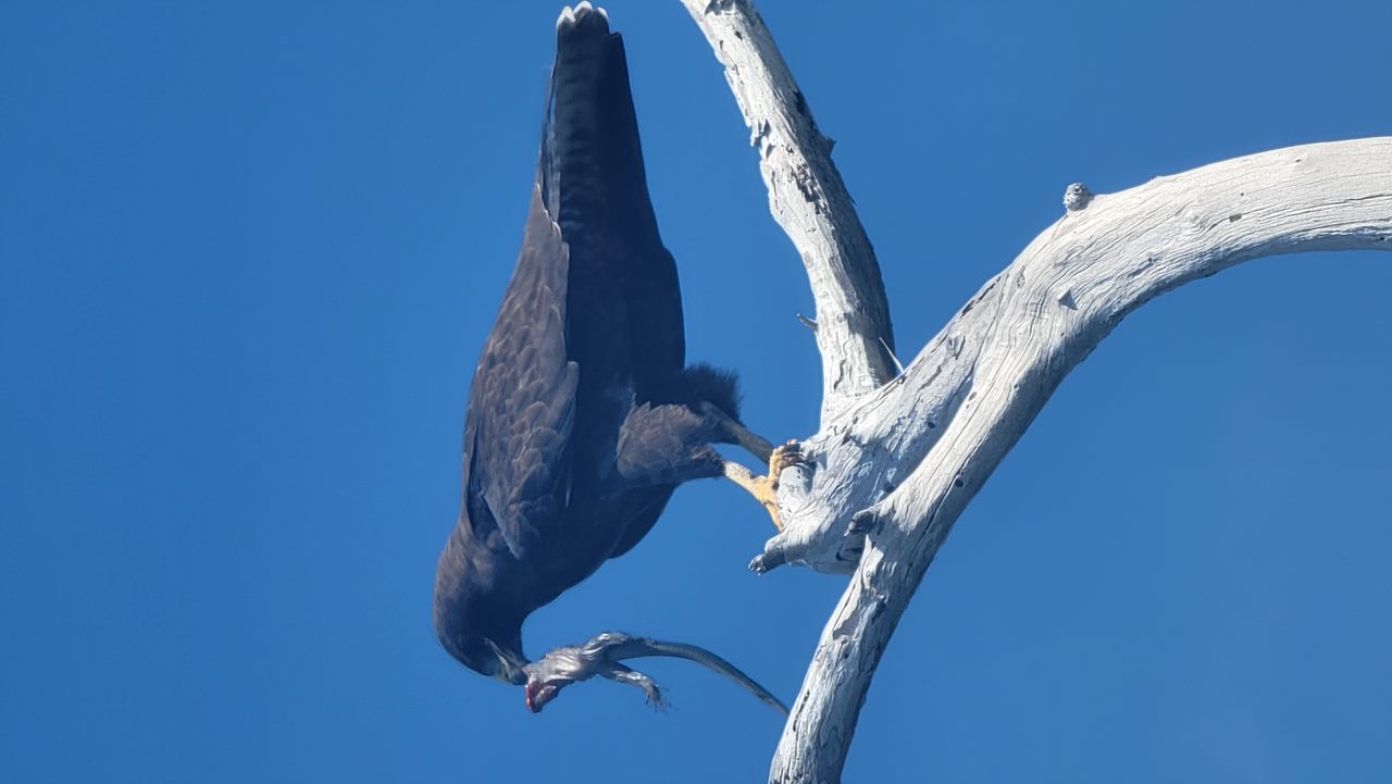 Galapagos Hawk