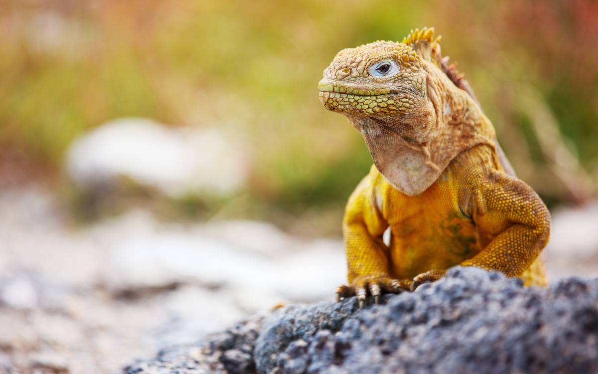 Galapagos Land Iguana 