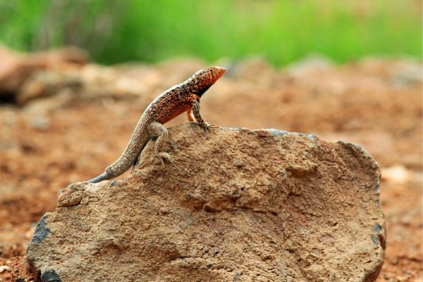 Galapagos Lizard