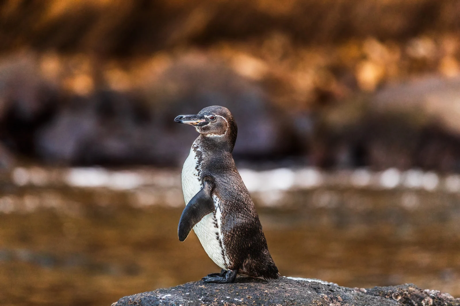 Galapagos Penguin | Isabela Island| Galapagos