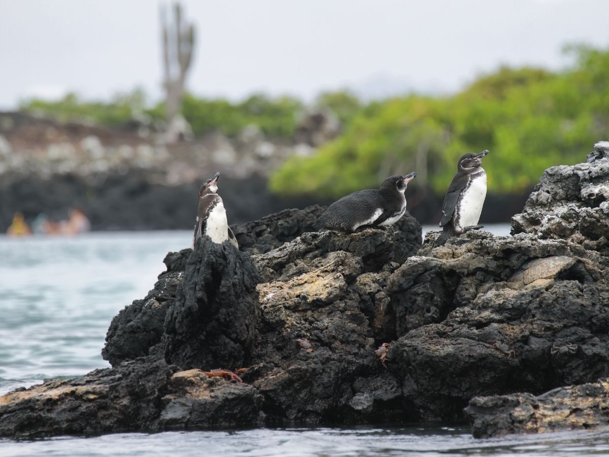  Galapagos Penguins, Galapagos Islands