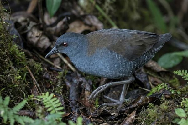 Galapagos Rail - Wildlife