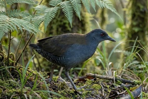 Galapagos Rail