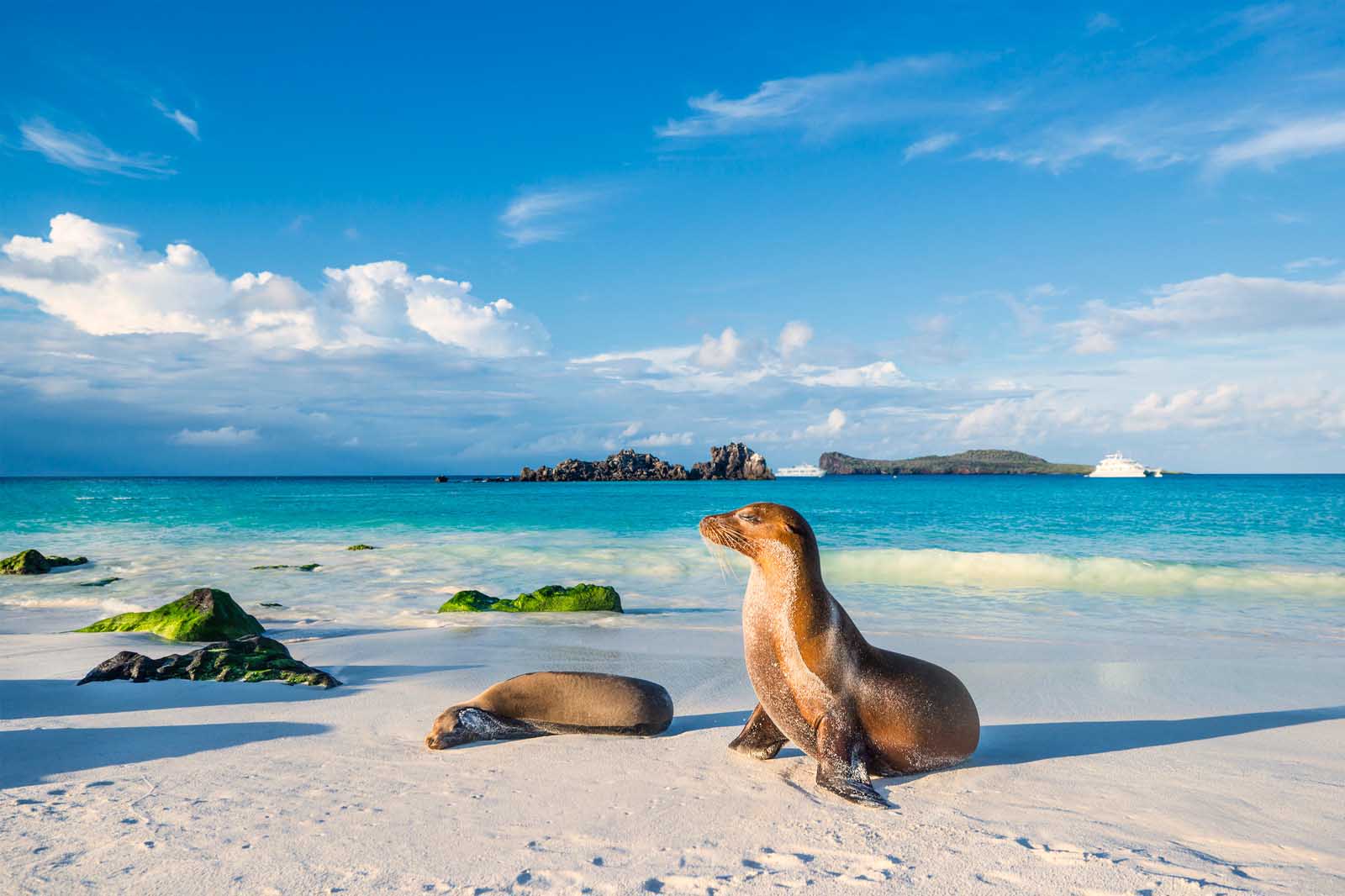 Galapagos Sea Lions | Española Island