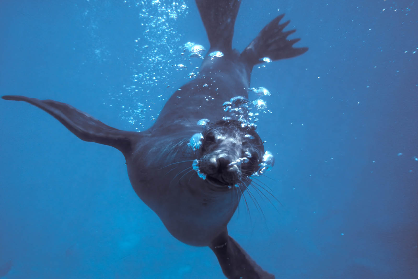 Galapagos Sea Lion underwater | Galapagos Islands
