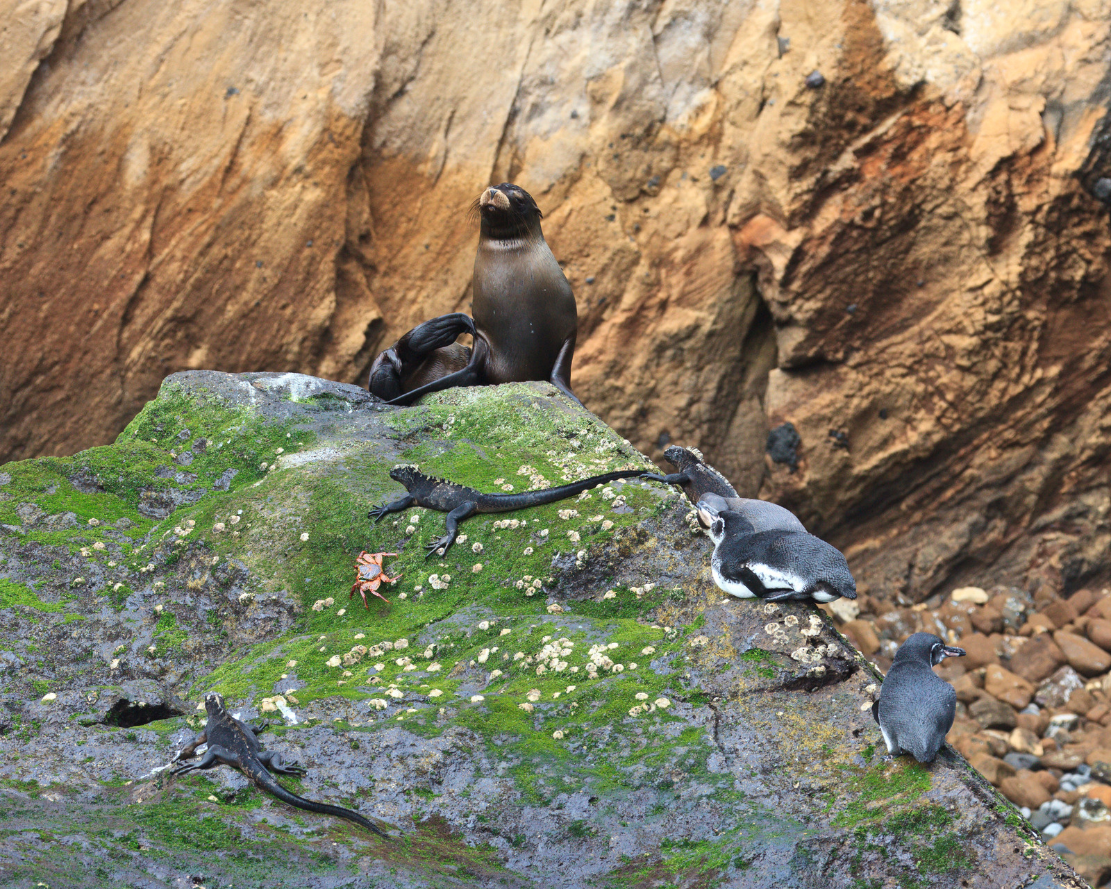 Galapagos Seal, Iguanas, Penguins, Crab on a Seaside Rock