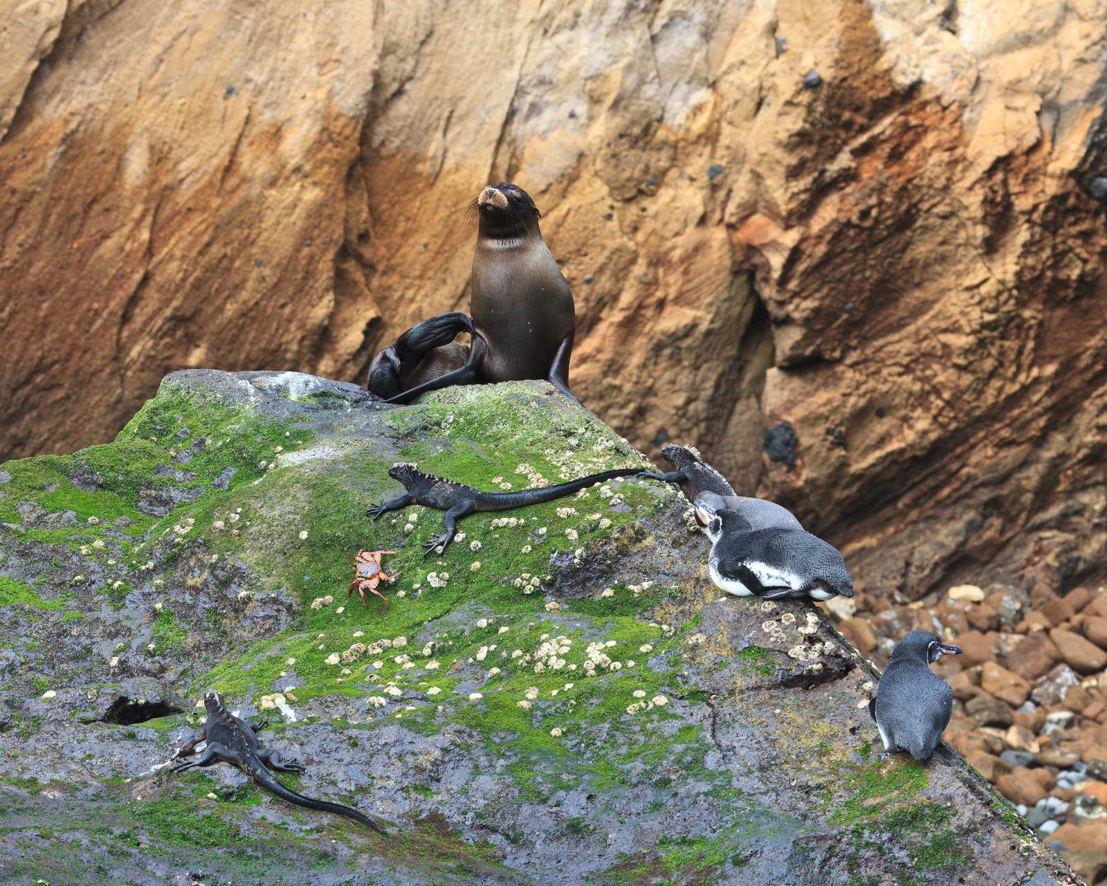 Galapagos Seal, Iguanas, Penguins, Crab on a Seaside Rock | Galapagos Islands