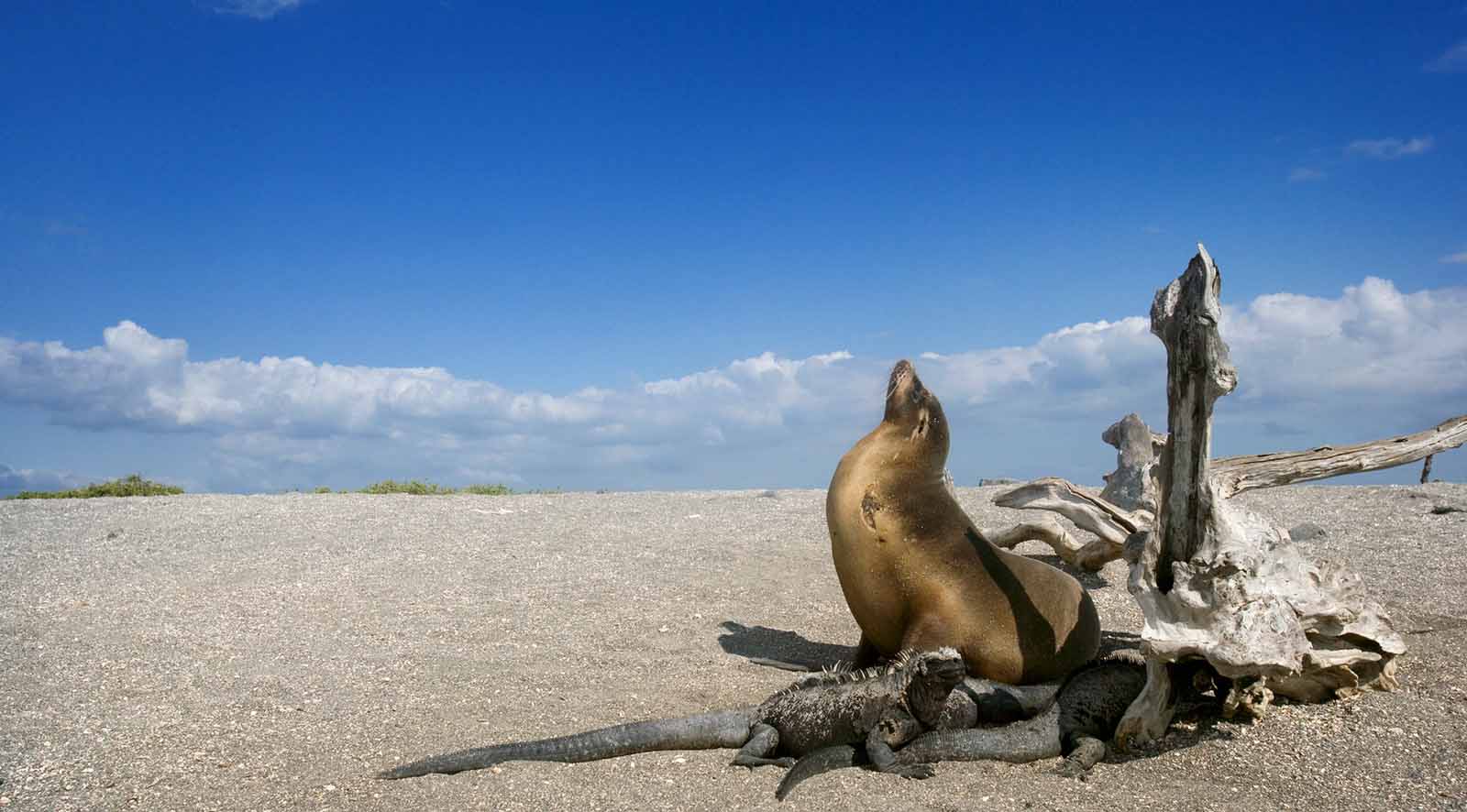 Warm Season - Galapagos Sealion | When is the best time to visit Galapagos