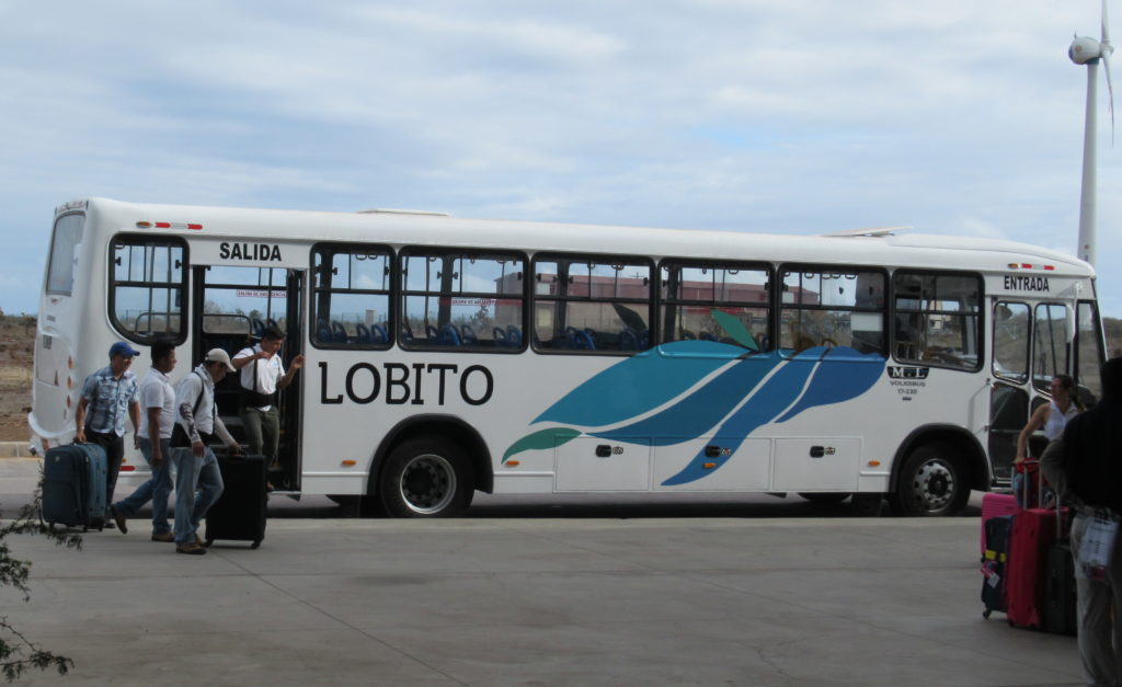 Galapagos buses