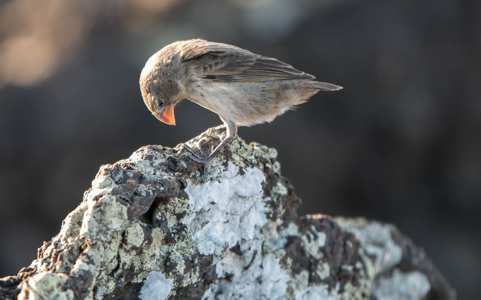 Galapagos Darwin Finch | Galapagos Islands | South America