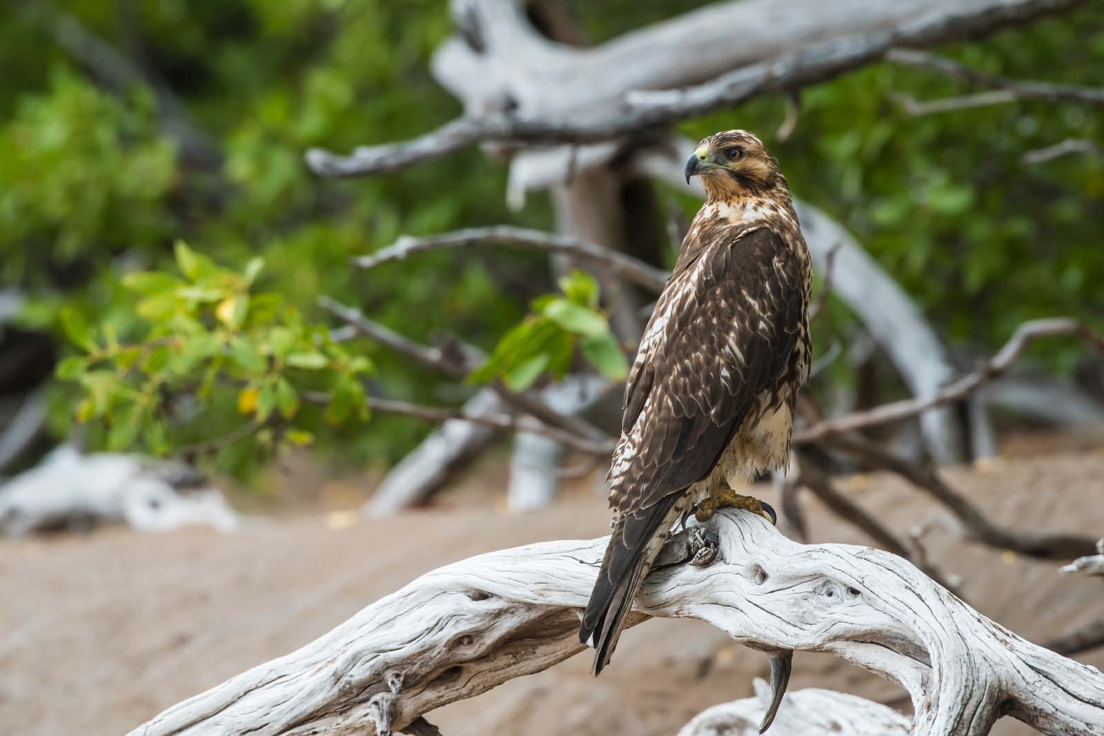 Galapagos Hawks | Isabela Island