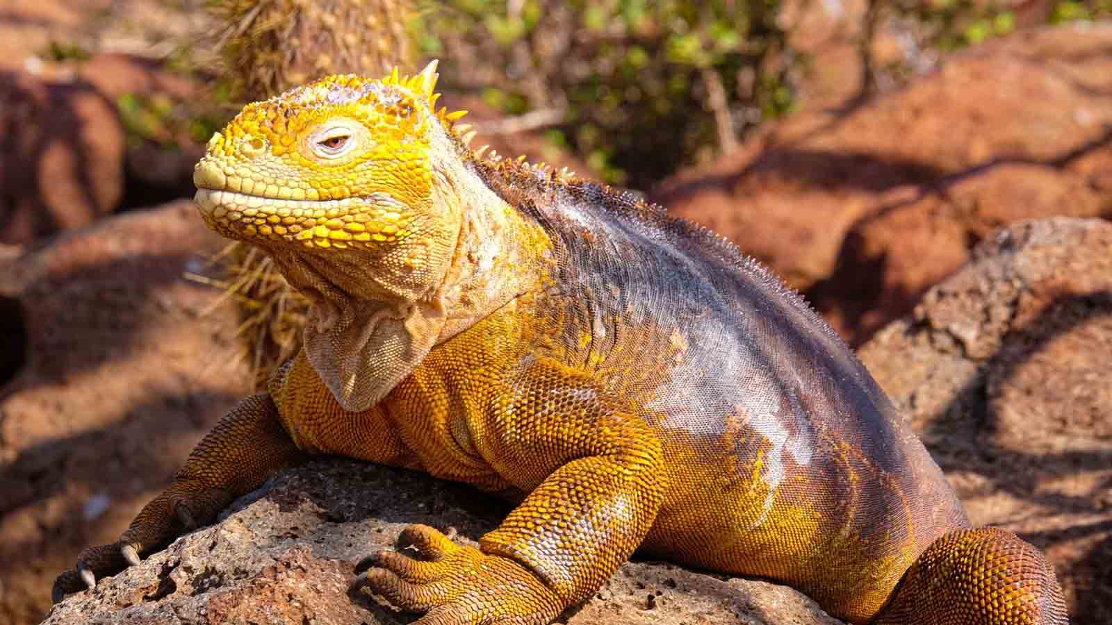 Land Iguana | When is the best time to visit Galapagos