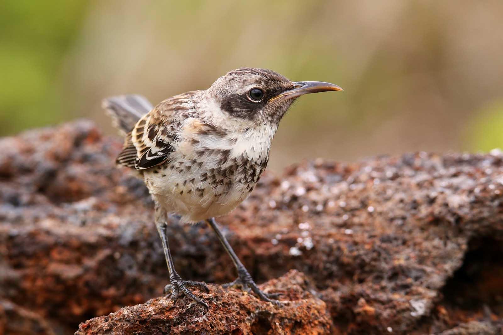 Mockingbird | Galapagos