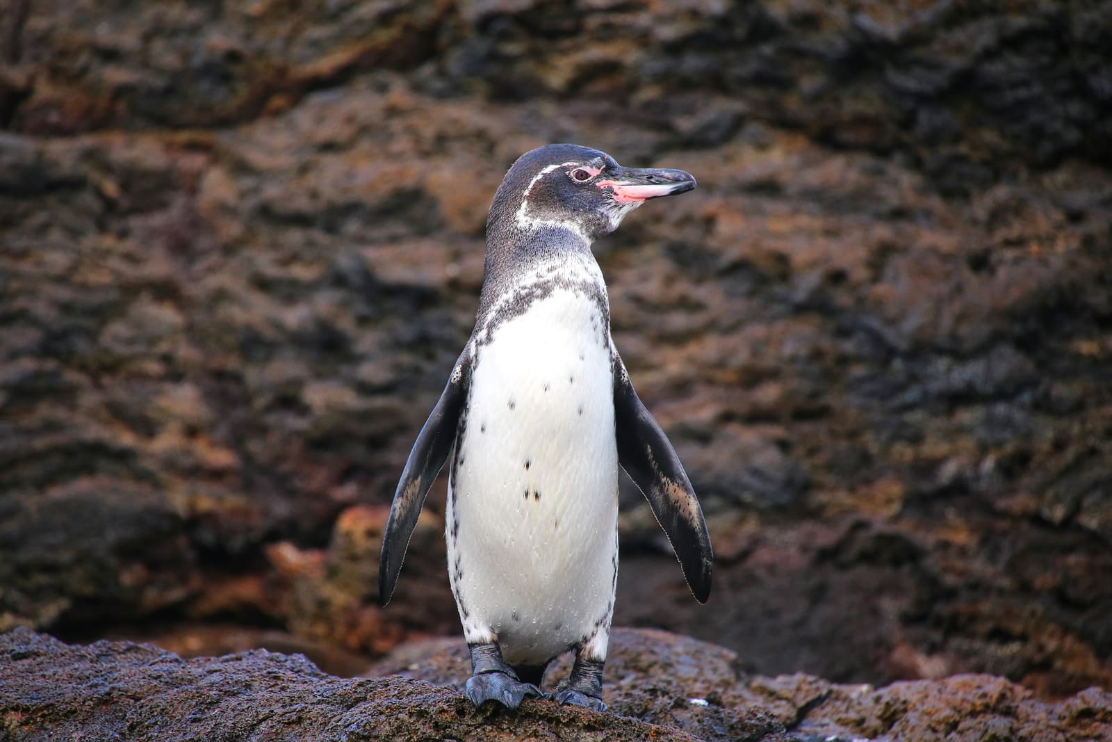 Galapagos penguin | Bartolome Island | Galapagos