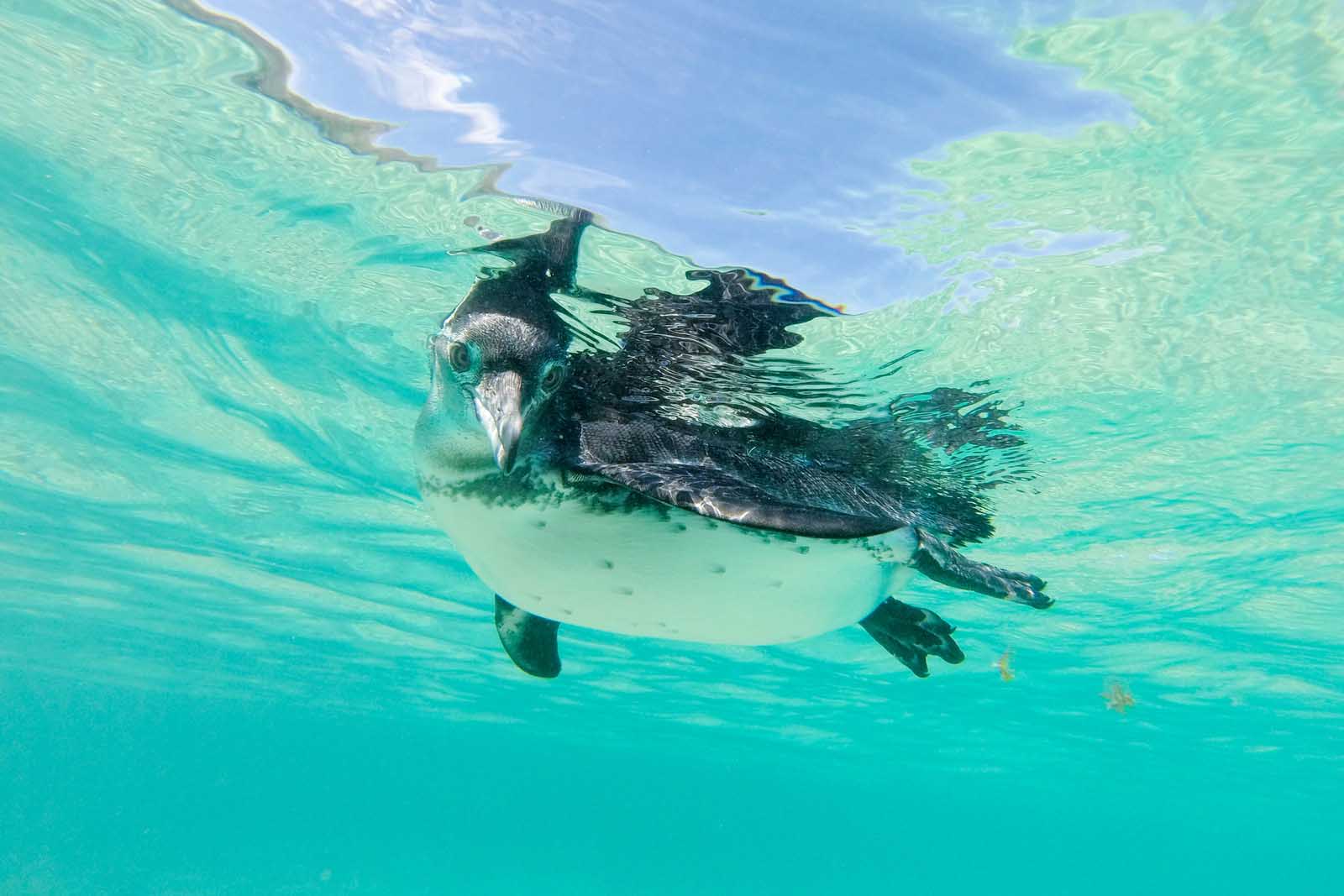Galapagos penguin swimming underwater | Galapagos Islands