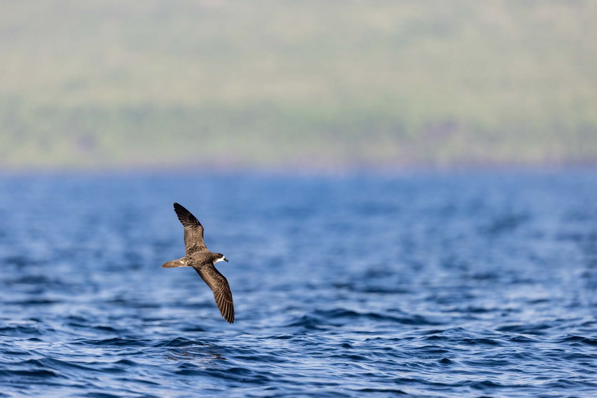 Galapagos Petrel | Galapagos Islands | South America